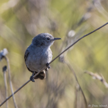 California Gnatcatcher-04