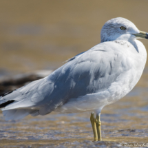 California Gull-01