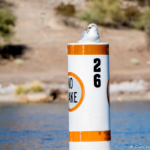 California Gull-05