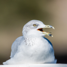 California Gull-06