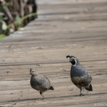 California Quail-01