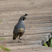 California Quail-Male-01