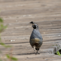 California Quail-Male-02