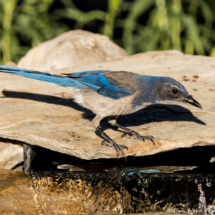 California Scrub Jay-05