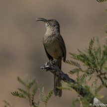 California Thrasher-03
