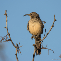 California Thrasher-15