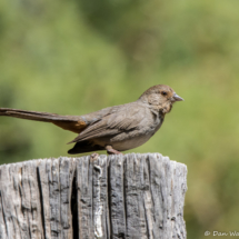 California Towhee-01