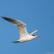 Caspian Tern-03