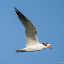 Caspian Tern-04