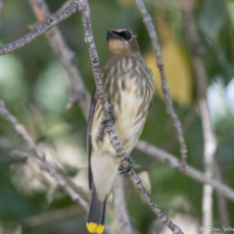Cedar Waxwing-01