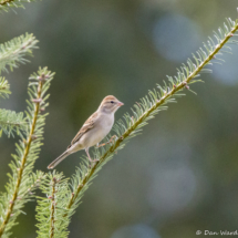 Chipping Sparrow-01