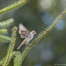 Chipping Sparrow-02