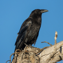 Common Raven-01