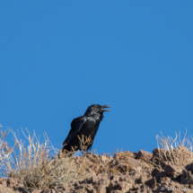 Common Raven-01
