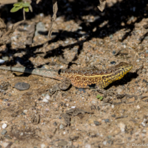 Common Side-blotched Lizard-01