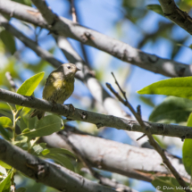 Common Yellowthroat-Female-01