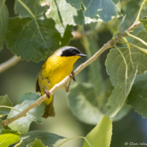 Common Yellowthroat-Male-03