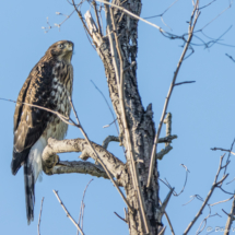 Cooper's Hawk-02