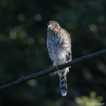 Cooper's Hawk-26