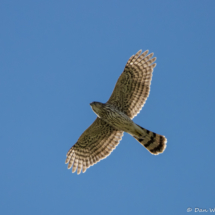 Cooper's Hawk-50