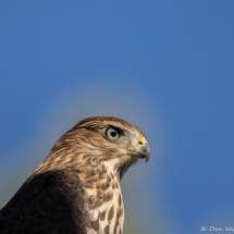 Cooper's Hawk Up Close-05