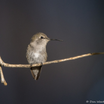 Costas Hummingbird-Immature-02