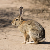 Cottontail Rabbit-01