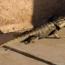 Desert Spiny Lizard-01