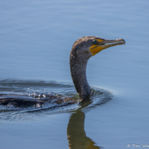 Double-crested Cormorant-01