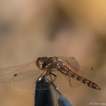 Dragonfly-01
