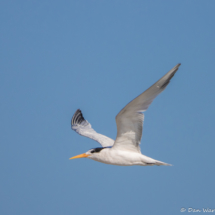 Elegant Tern in Flight-02
