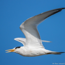 Elegant Tern in Flight-04