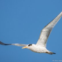 Elegant Tern in Flight-06