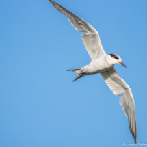 Forster's Tern in Flight-01