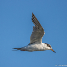 Forster's Tern in Flight-04