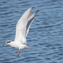 Forster's Tern in Flight-07