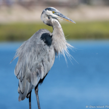 Great Blue Heron-01