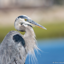 Great Blue Heron-02