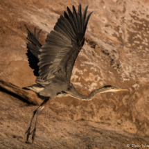 Great Blue Heron-03