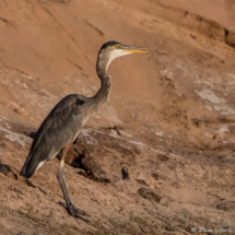 Great Blue Heron-04