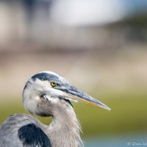 Great Blue Heron up Close-01