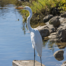 Great Egret-01