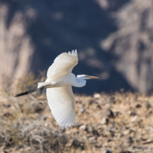 Great Egret-02 (2)