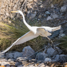 Great Egret-02