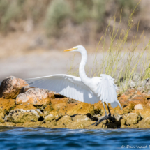 Great Egret-03