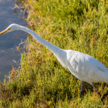 Great Egret-03