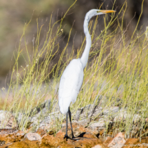 Great Egret-04