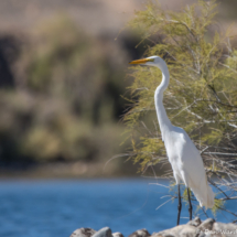 Great Egret-13