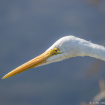 Great Egret up Close-02
