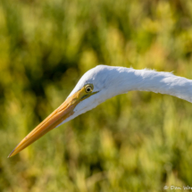 Great Egret up Close-03